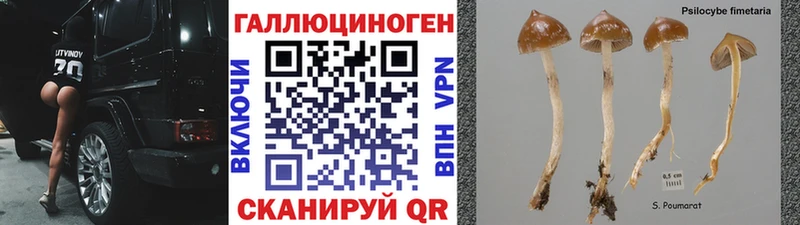 Галлюциногенные грибы Psilocybe Вуктыл